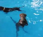 eau piscine Le chien qui ne savait pas nager