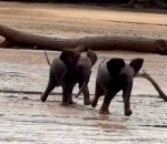 elephant Deux éléphanteaux courent pour rejoindre leur maman