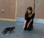 experience chat Les chats sont-ils attachés à leur maitre ?