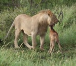 lion gnou Un lion protège un bébé gnou