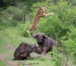 lion attaque Un buffle envoie balader un lion 