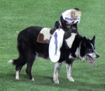 cowboy rodeo chien Singe cowboy sur un chien