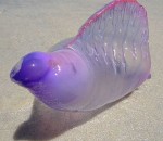 siphonophore animal Vessie de mer