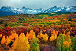 foret montagne le Colorado en automne