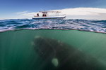 baleine Baleine sous un bateau