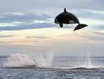 orque Super saut d'un orque