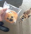 cookie chien ressemblance Un chien ressemble à cookie