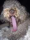 langue Un chien tire la langue