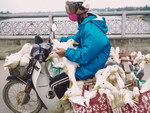 moto Transport de canards