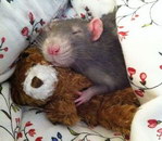 ours dormir Un rat et son doudou
