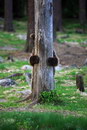 ourson arbre Un ourson joue à cache-cache