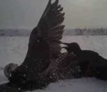 oiseau attaque Des faucons attaquent des corneilles (POV)