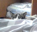 chat tete Un chat espion caché derrière un lit