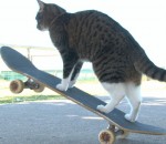chat Un chat fait du skateboard