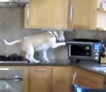 cuisine  Un chien vole des nuggets