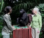 chimpanze Un singe prend une femme dans ses bras pour la remercier