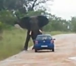 elephant attaque Un éléphant retourne une voiture