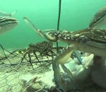 poisson camera filet Un journée dans un panier à crabes