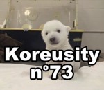 koreusity compilation janvier Koreusity n°73