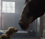 cheval ami chiot Pub Budweiser (Puppy Love)
