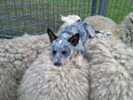 mouton Un chien dort sur des moutons