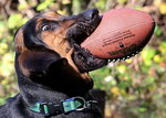 tete Un chien attrape un ballon