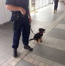 chiot Chiot policier