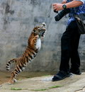 photographe tigre La même photo dans quelques mois