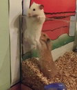 evasion hamster Prison Break version Hamster