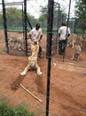 patte lion cage Non pas dans la cage !