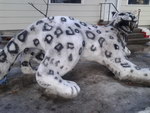 leopard Léopard des neiges