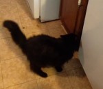 porte Un chat intelligent saute sur le comptoir d'une cuisine