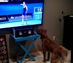 chien saut Un chien regarde du tennis à la télé