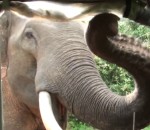 attaque elephant safari Une jeep attaquée par un éléphant