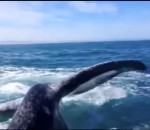 tete femme Frappée à la tête par la queue d'une baleine