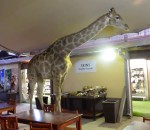 girafe parc johannesburg Une girafe dans un restaurant