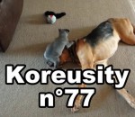 koreusity compilation fevrier Koreusity n°77