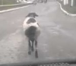 mouton Un mouton roule du cul