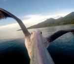 camera vol Une GoPro sur le bec d'un pélican
