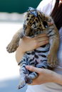 bebe tigre Papillon sur la tête d'un bébé tigre