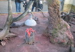 zoo Des suricates se réchauffent
