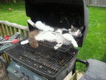 chat Barbecul confortable