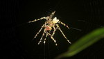 insecte araignee Des petits insectes forment une araignée