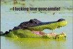 crocodile J'adoire la guacamole !
