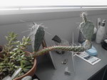 plante Un cactus fait un doigt