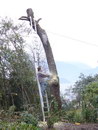 echelle homme Poser l'échelle sur l'arbre qu'on coupe