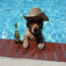 piscine bouteille lunettes Vie de chien
