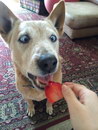 fraise chien Miam une fraise !