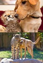 guepard bebe Un guépard et un chien (Avant / Après)
