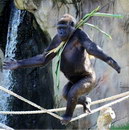 funambule corde gorille Gorille funambule